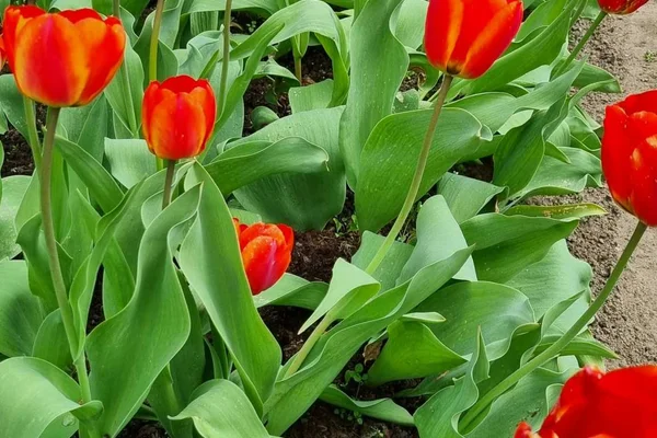 Aplinkos tvarkymo darbų eiga