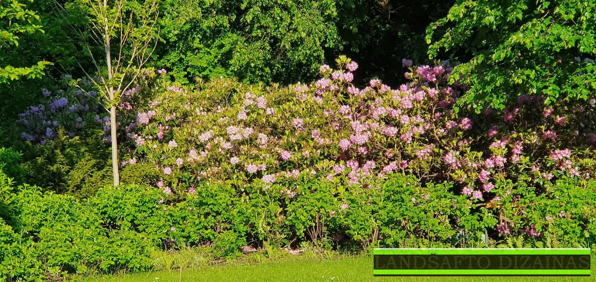 Daugiamečiai augalai Lietuvos sodui: 15 geriausių rūšių ir sodinimo patarimai