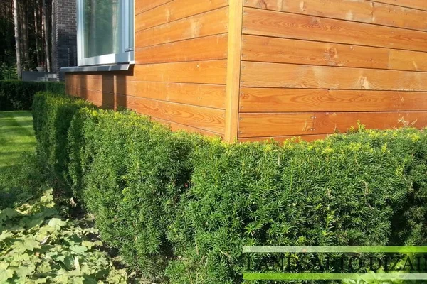 Gyvatvorių sodinimas ir priežiūra: viskas, ką reikia žinoti