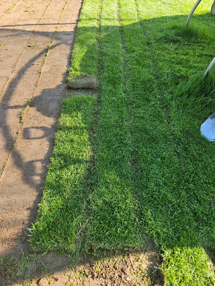 Velėnos rėžtuvu pjaunama sena vejos danga